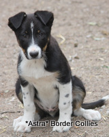 Tricolour Male, smooth to medium coated, border collie puppy